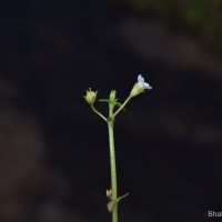 Hoppea fastigiata (Griseb.) C.B.Clarke